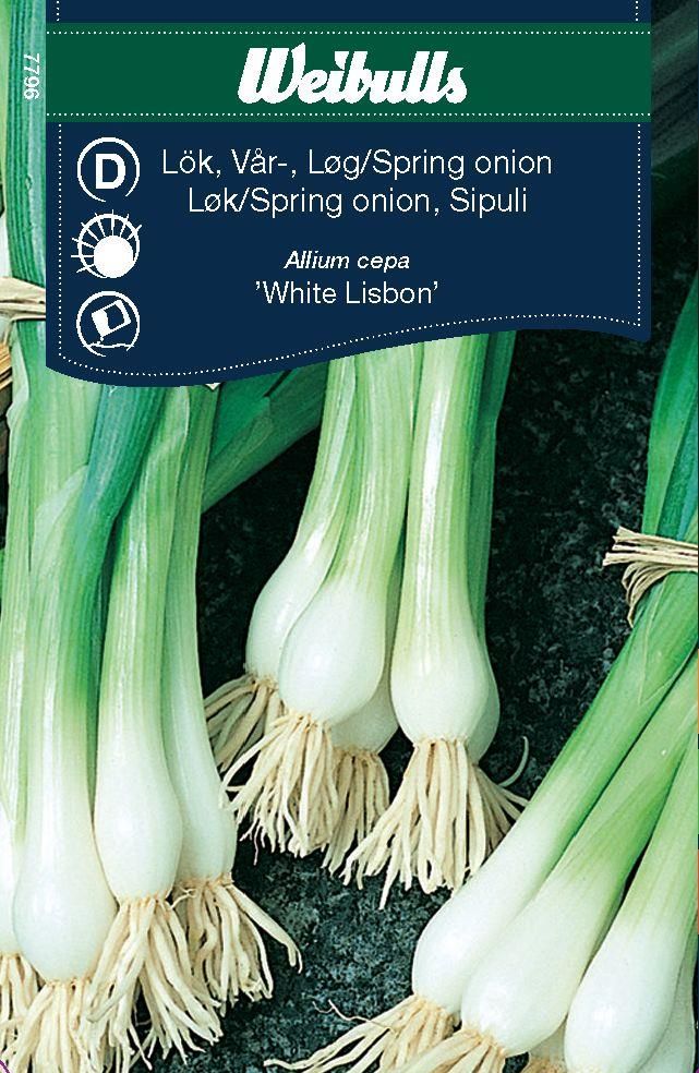 Lök, piplök Allium cepa frö