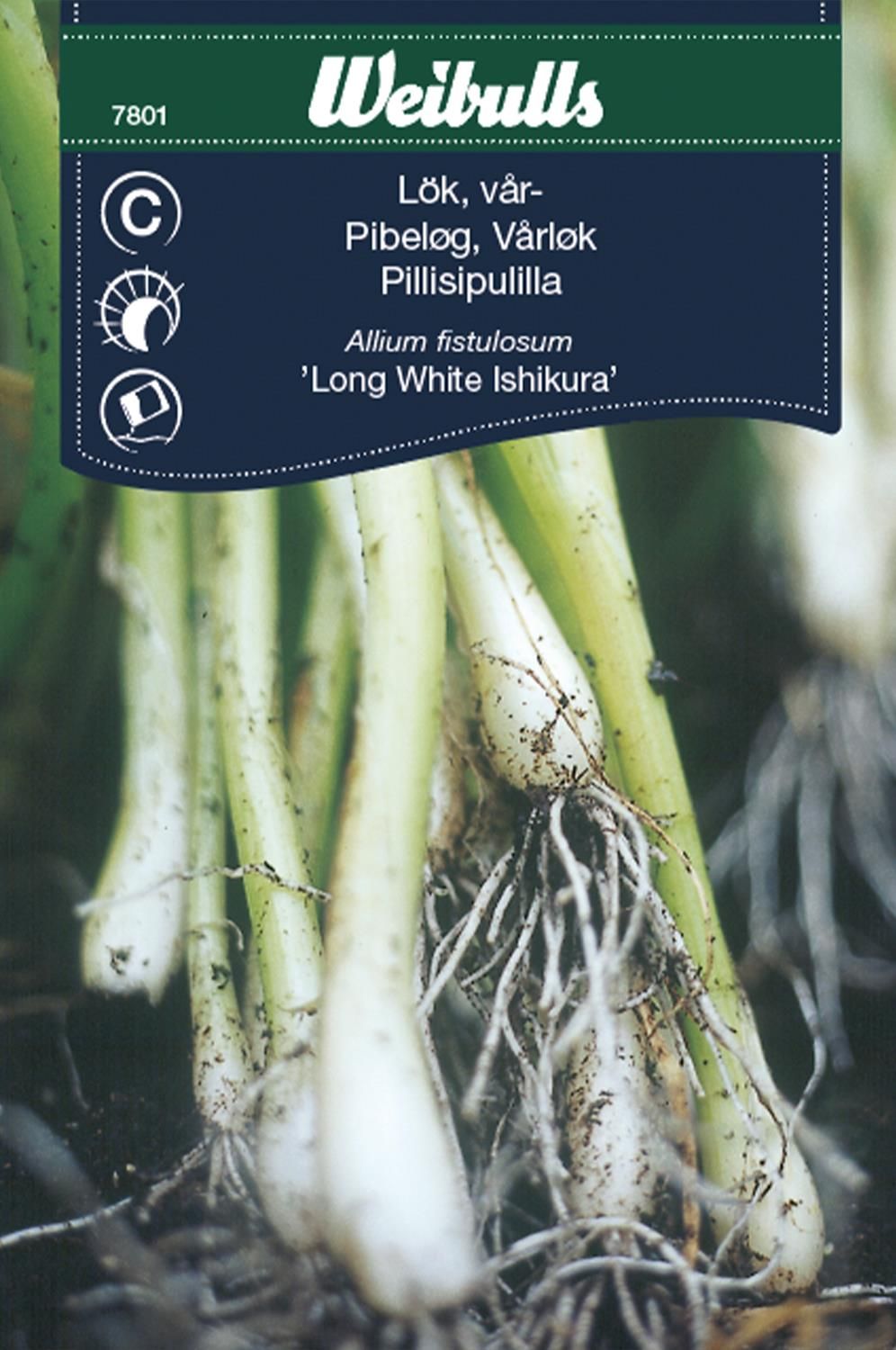 Lök, piplök/salladslök