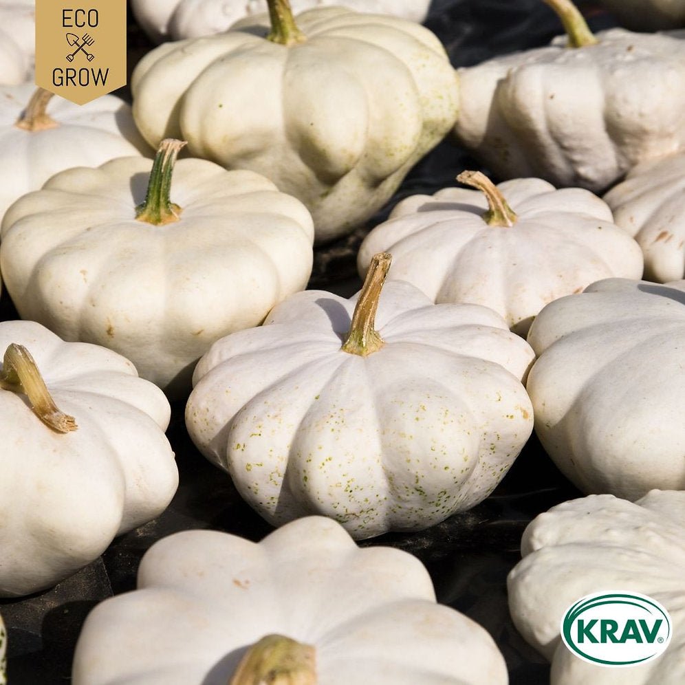 Musselsquash