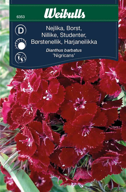 Nejlika borst Dianthus barbatus