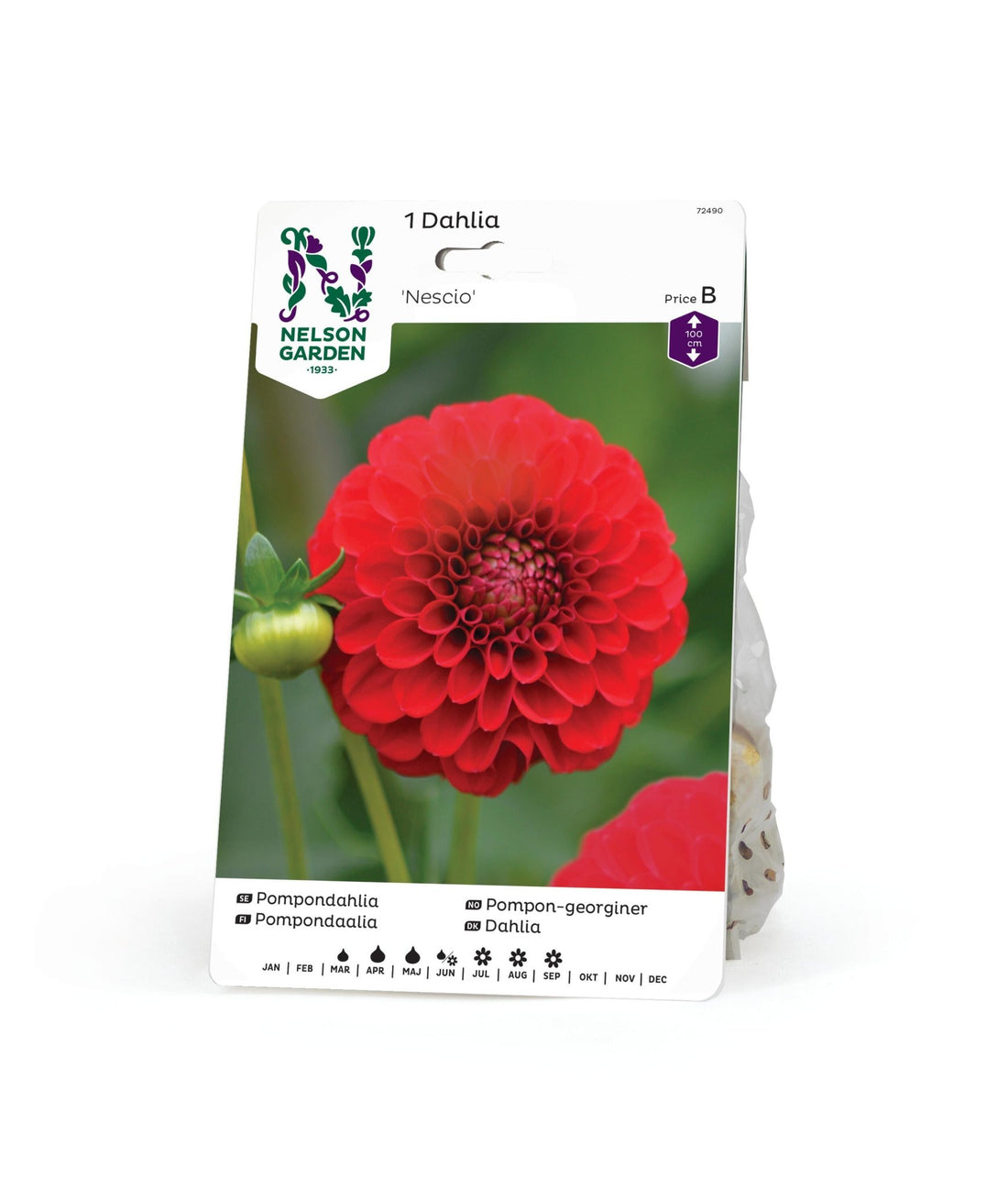 Pompondahlia