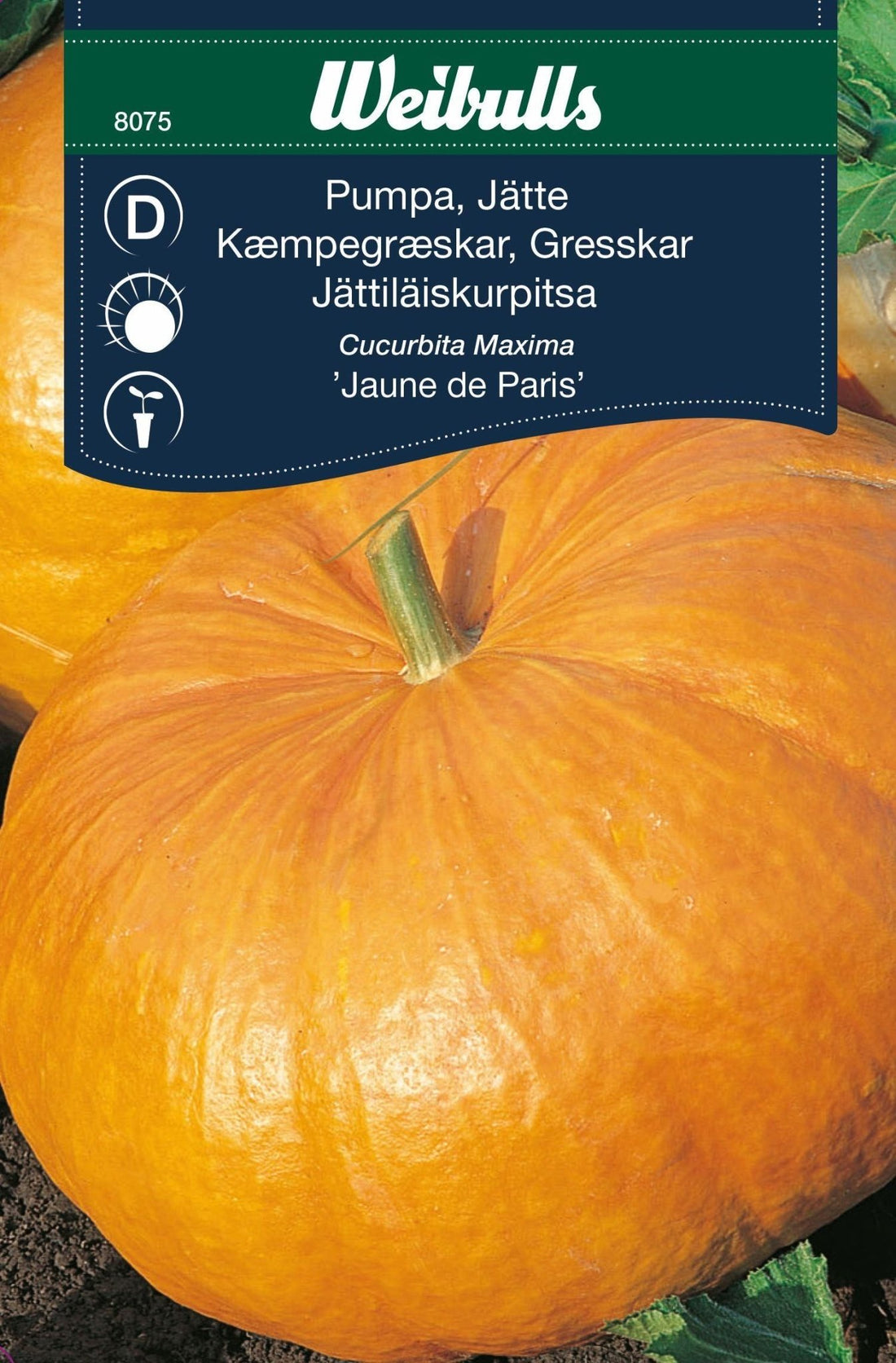 Pumpa, jättepumpa