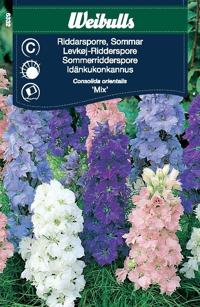 Riddarsporre, sommar