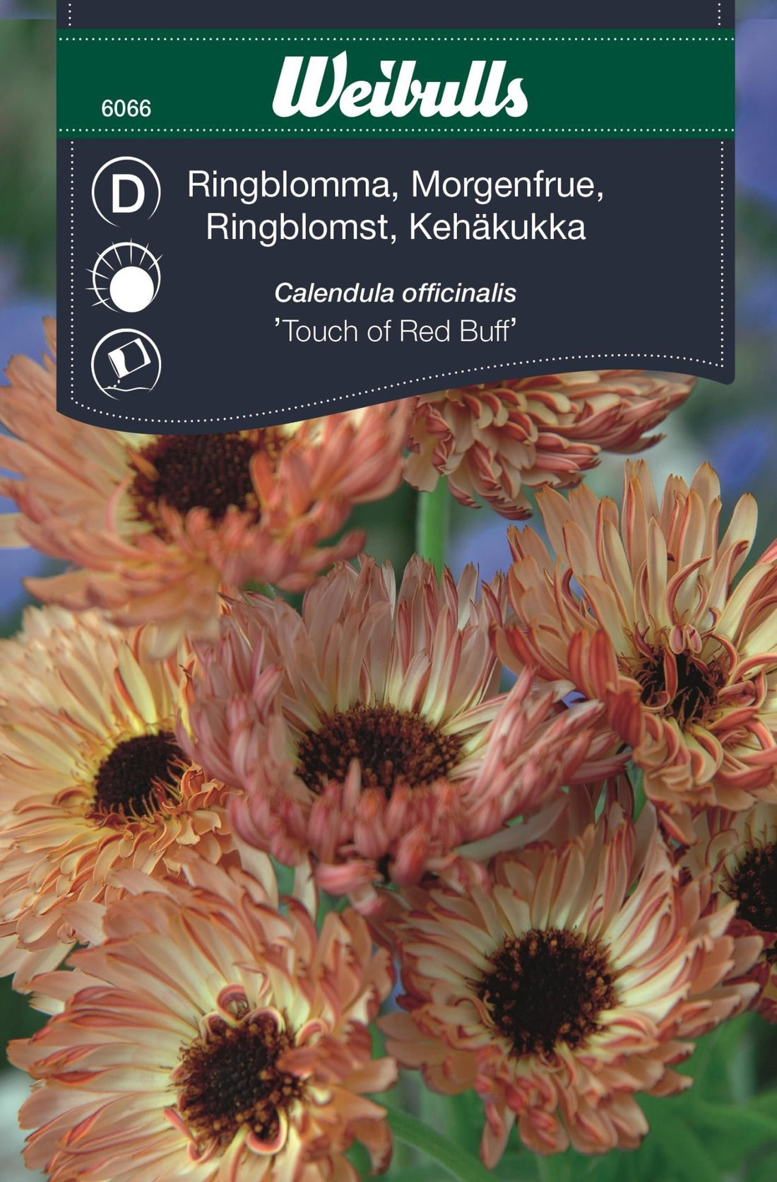 Ringblomma Touch of red