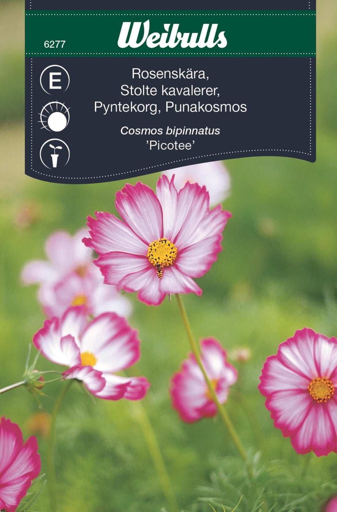 Rosenskära rosa/vit