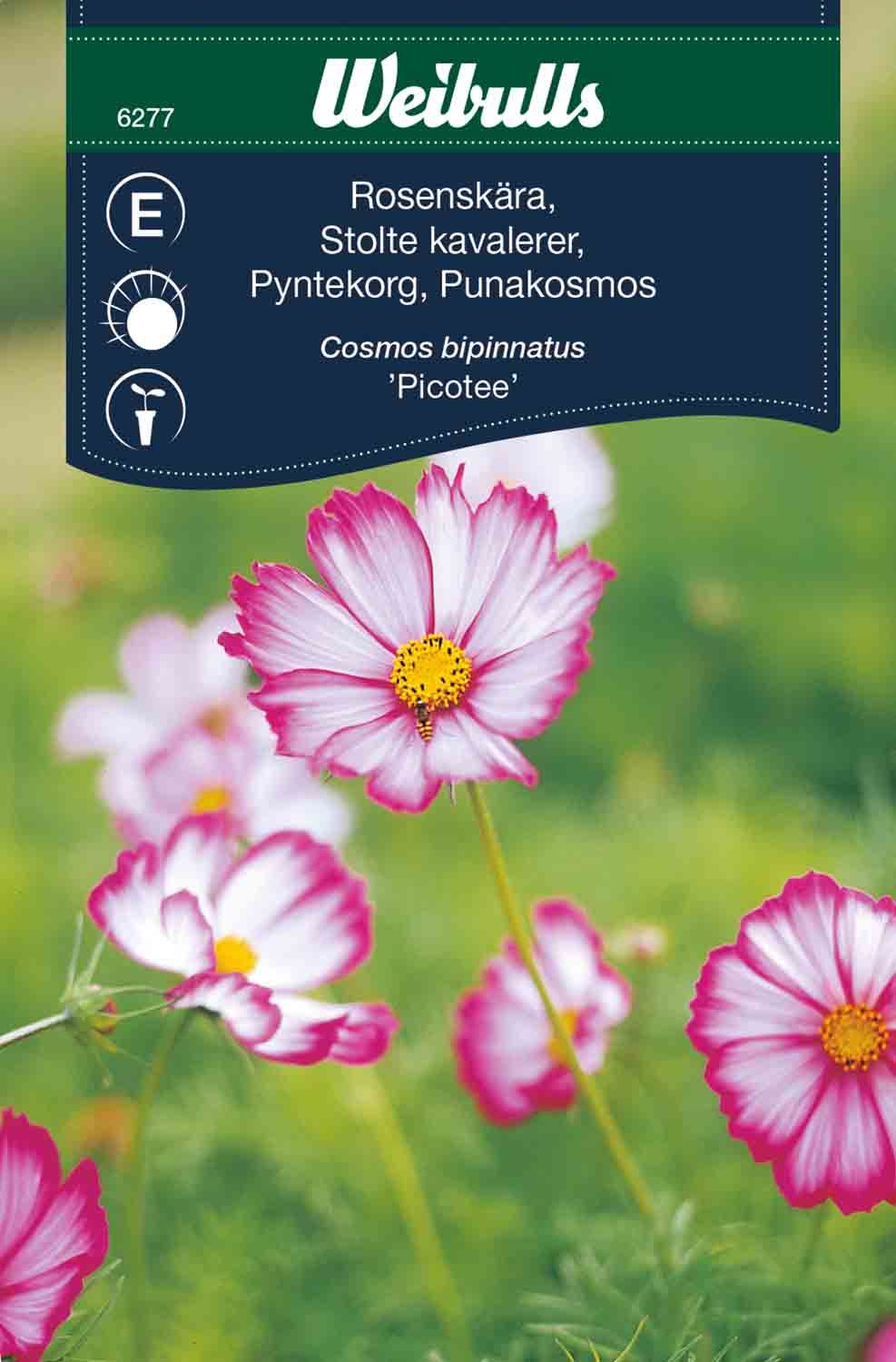 Rosenskära rosa/vit