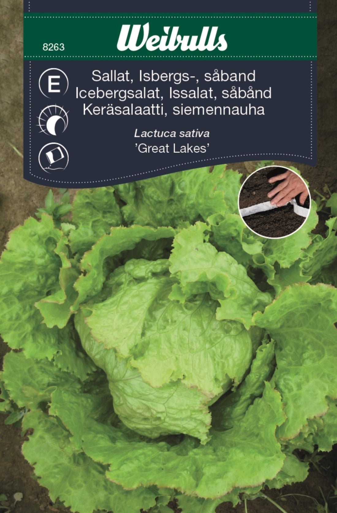 Sallat, isbergs såband