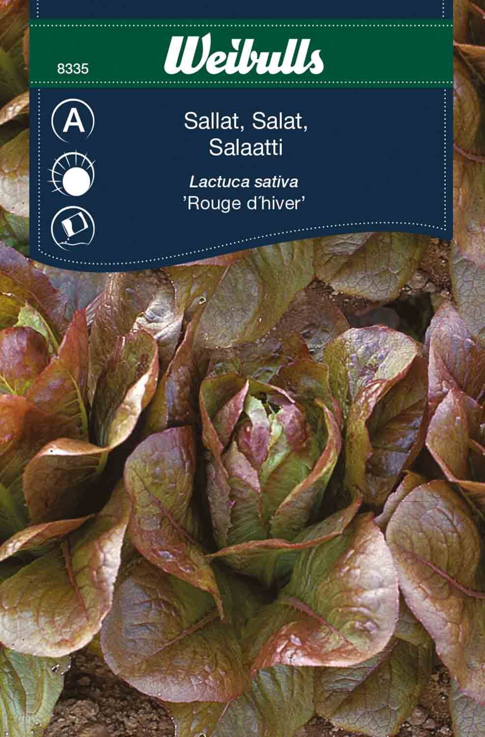 Sallat, rouge d hiver