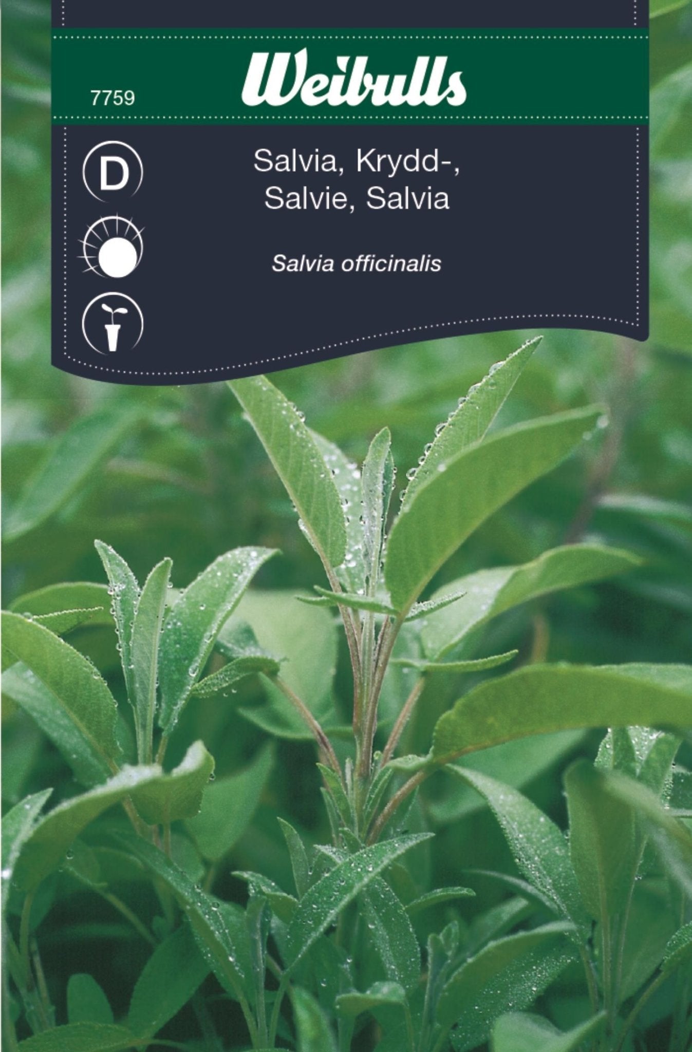 Salvia, krydd-