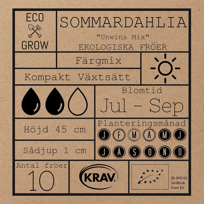 Sommardahlia