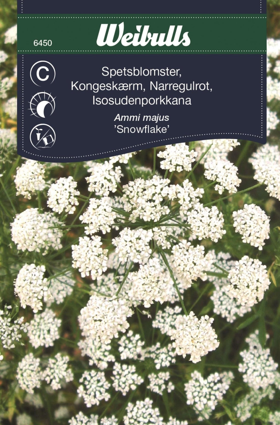 Spetsblomster
