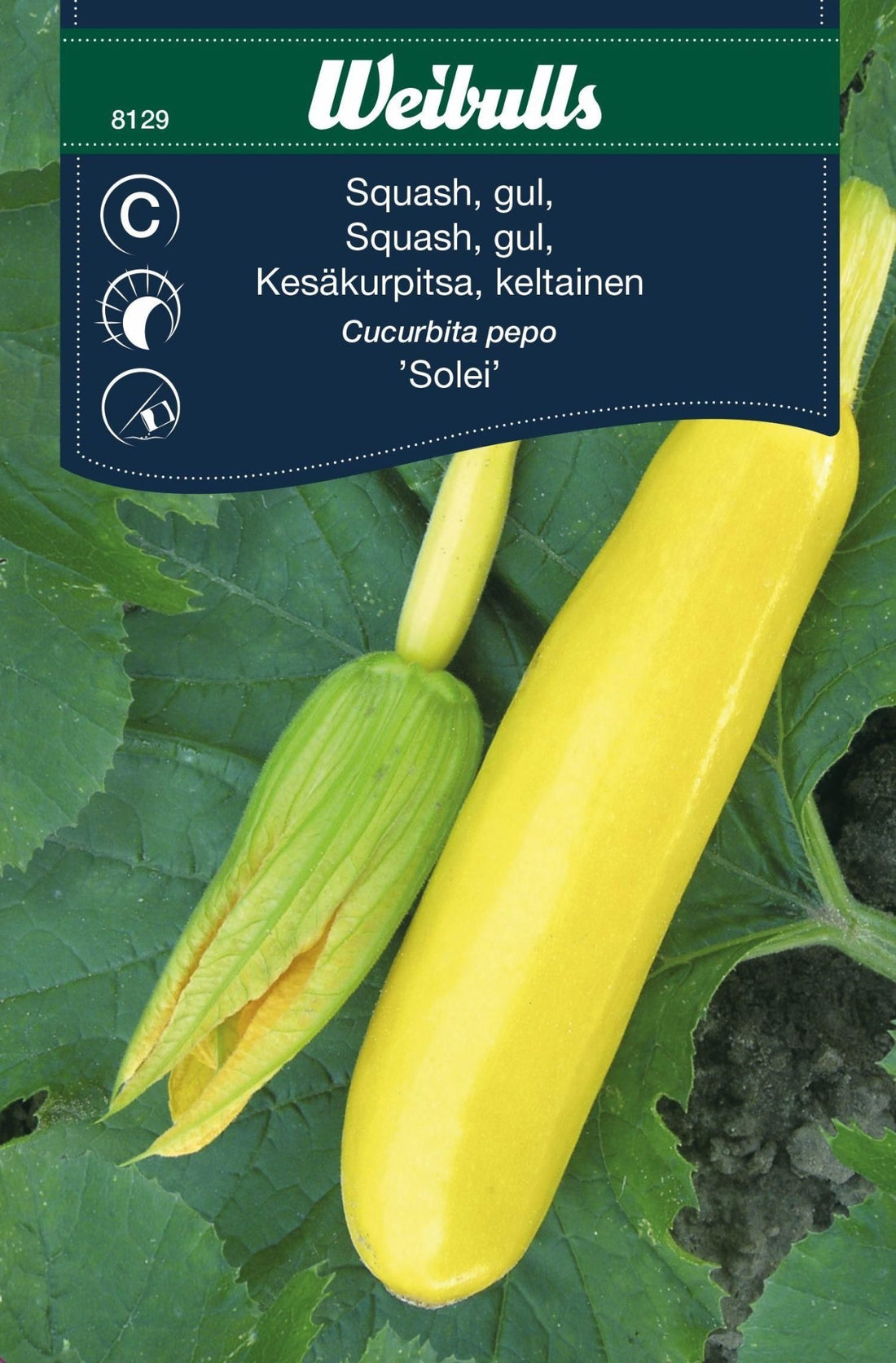 Squash Cucurbeta pepo