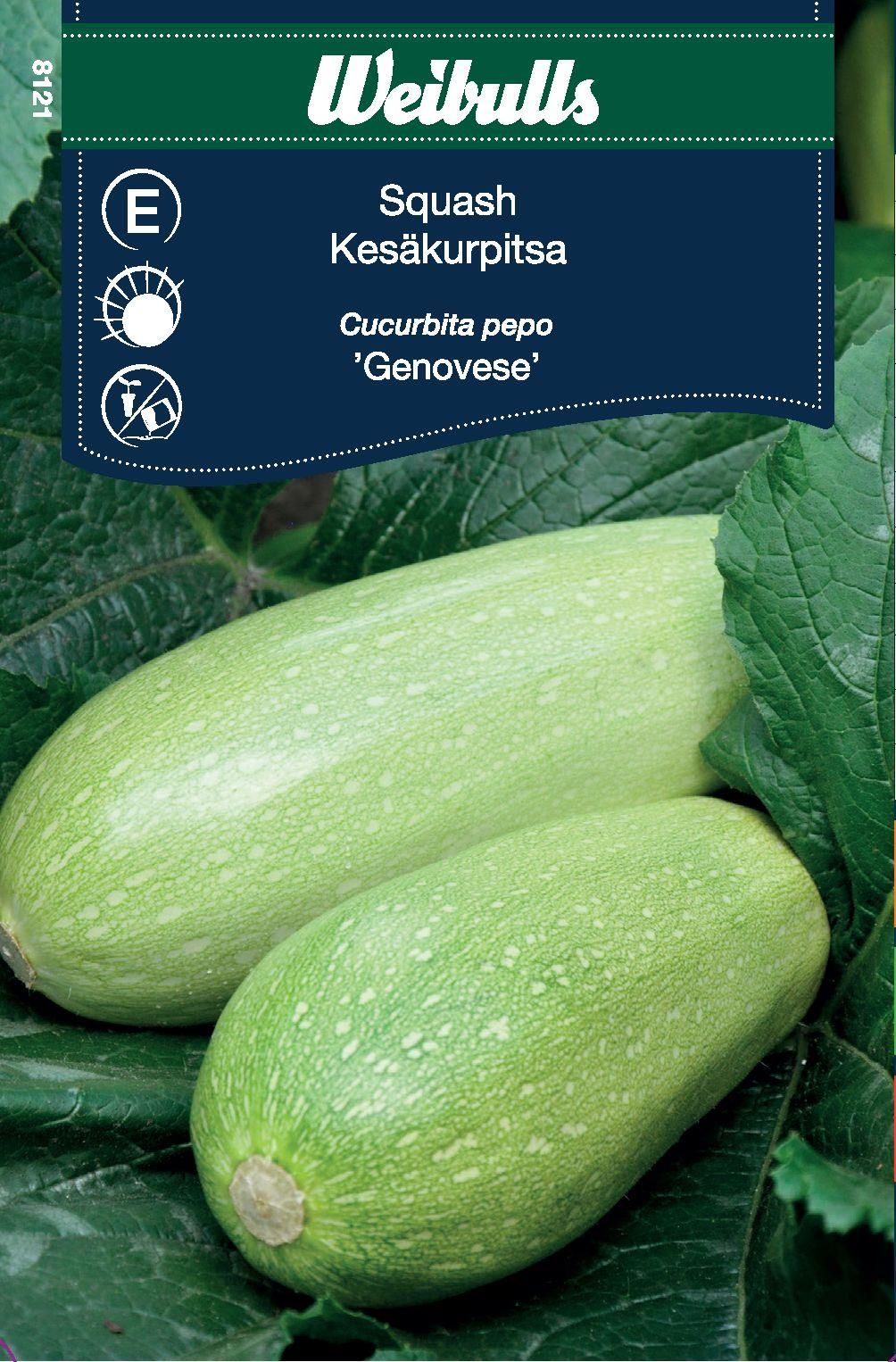 Squash Cucurbeta pepo