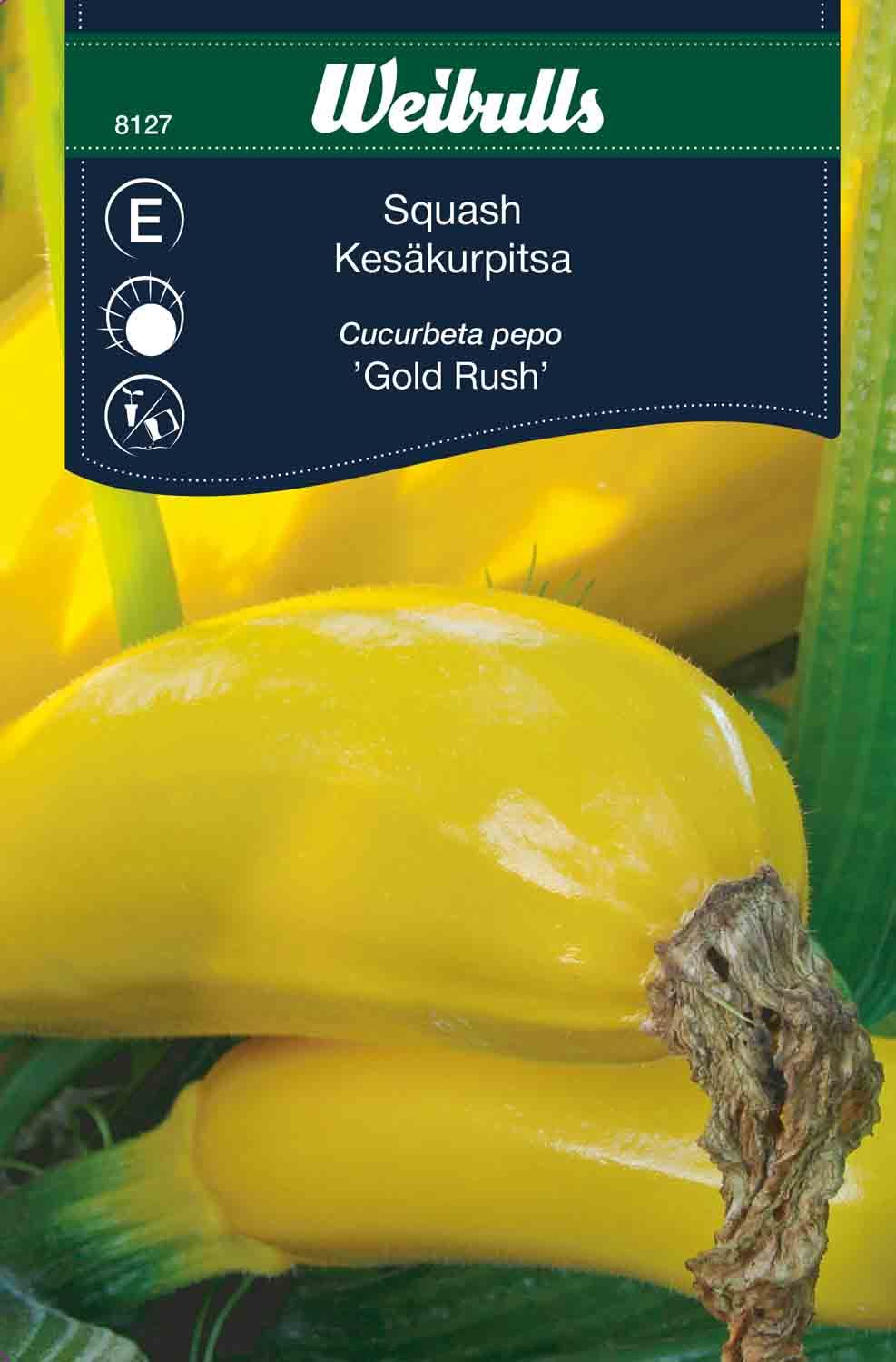 Squash Cucurbeta pepo