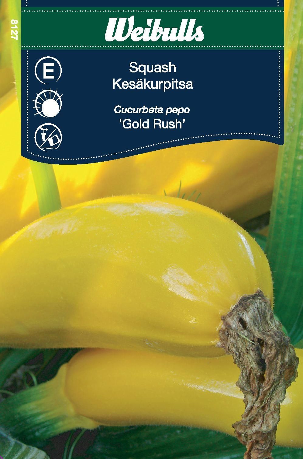 Squash Cucurbeta pepo