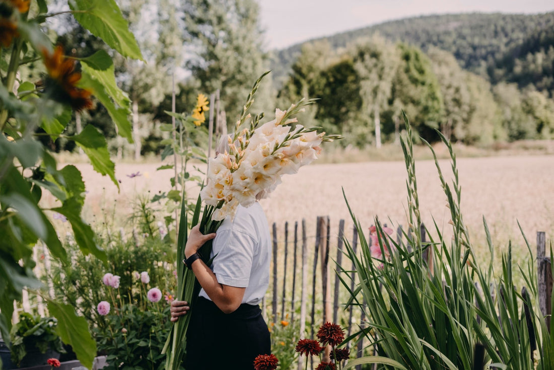 Storblommig gladiol: Lovely Match