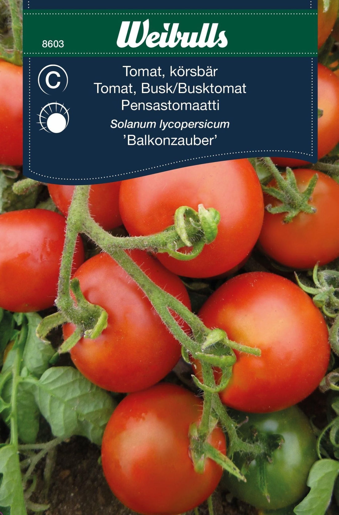 Tomat,busk körsbärstomat