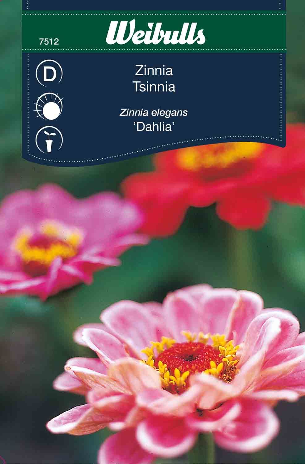 Zinnia blom