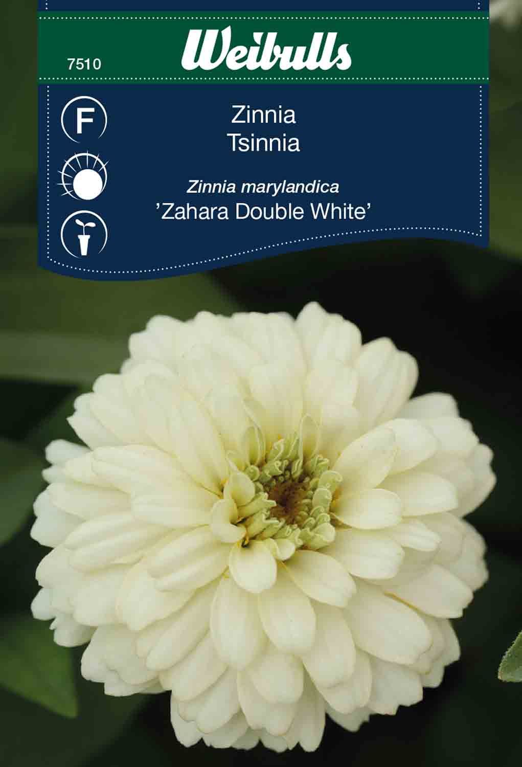 Zinnia Zahara DoubleWhite Zinnia Marylandica
